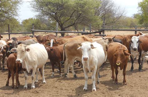 Agriculture For Impact Livestock Breeding