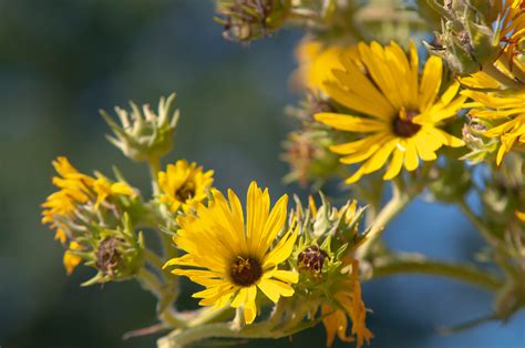 Compass Plant Care And Growing Guide