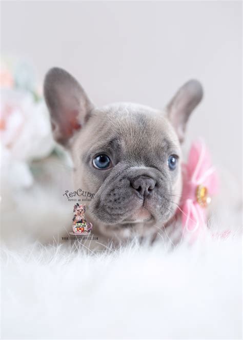 You've come to the right place! French Bulldog Puppies For Sale | Teacup Puppies & Boutique