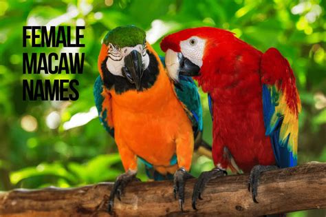 Macaw Parrot Names 216 Cute And Best Ideas Petshoper