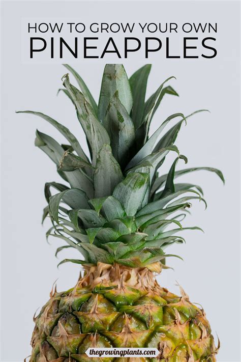 Lets Grow Your Own Pineapples Plants House Plant Care Pineapple