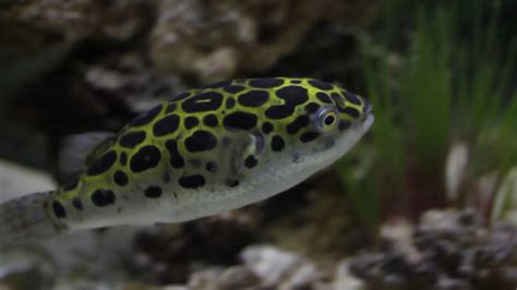 Green Spotted Puffers In A 55 Gallon Saltwater Tank Youtube
