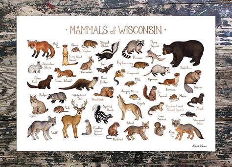 Wisconsin Mammals Field Guide Art Print Animals Of