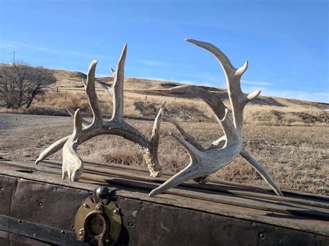 Pin By Adam On Shedsdead Heads Shed Antlers Whitetail Deer Beauty