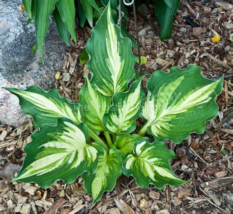 P00 Hosta Lakeside Paisley Print From The Hosta Helper Presented By