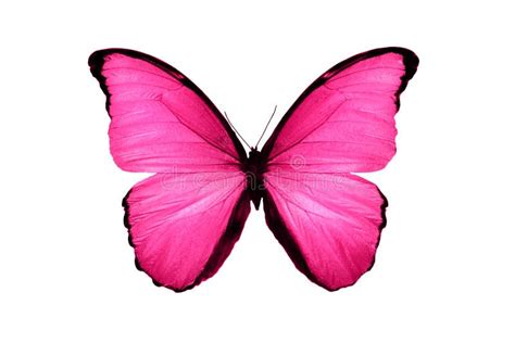 Beautiful Pink Butterfly Isolated On White Background Stock Image