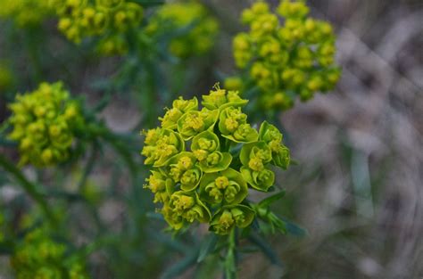 Cypress Spurge Watching For Wildflowerswatching For Wildflowers
