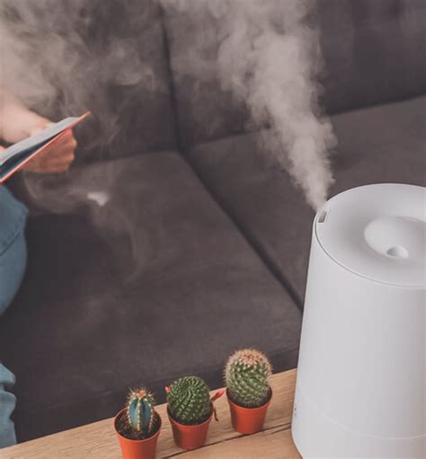Purifica O Ar E Servem De Alimento