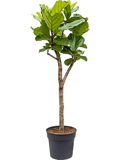Ficus Lyrata Stem Kvety Victor