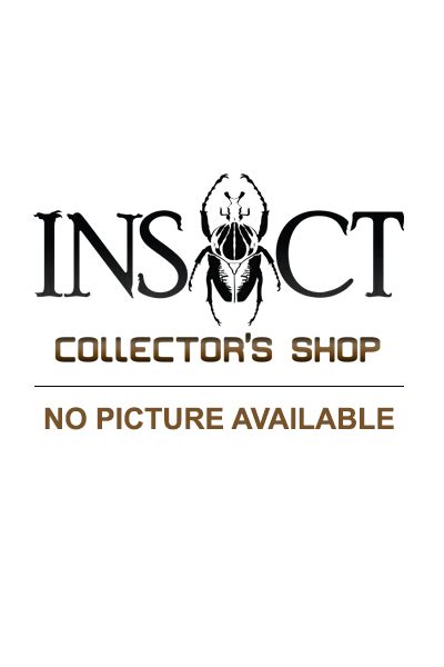 Aporia Bieti Bieti Insect Collectors Shop Collectionneur Dinsectes