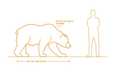 Average Height Of A Grizzly Bear Standing Up Abrilkruwhartman