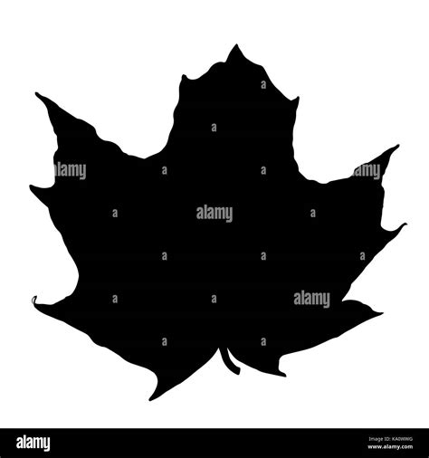 Maple Leaf Isolated On White Background Vector Illustration Stock