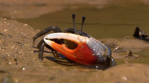 Can Fiddler Crabs Survive In Fresh Water A Fascinating Exploration