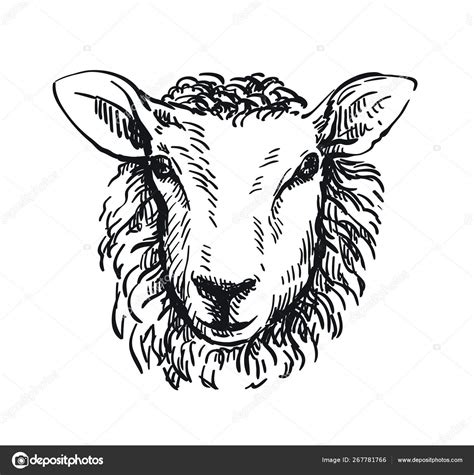 Drawing Of Sheeps Head In Full Face On White Background — Stock Vector