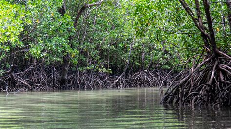 Mangroven Und Ihre Bedeutung Für Den Klimaschutz Deepwave Ev