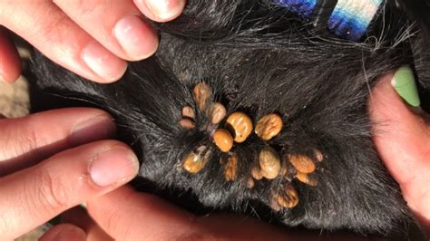 Stray Dog Found Covered In Ticks Recovering In Foster Care Ctv News
