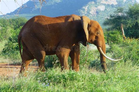 Beautiful Animal Of Kenya The Big 5 The Elephant Stock Photo