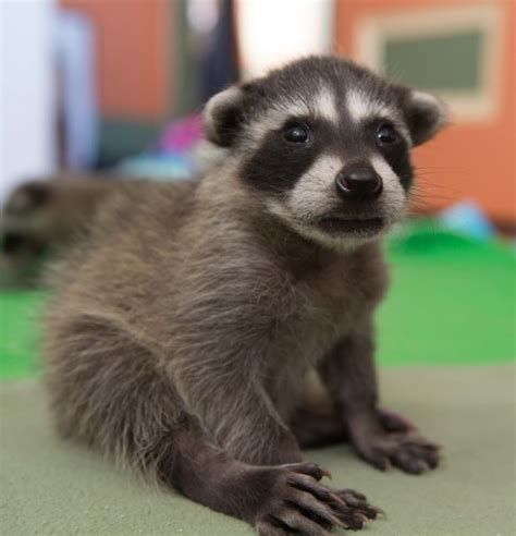 Baby Raccoons At Wildcare Wildcare