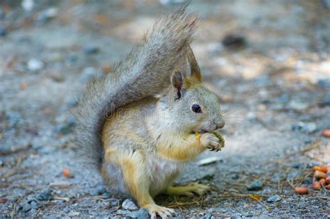 Squirrel Eats A Nut Peanuts Photo Front Right Tail Raised Stock Image