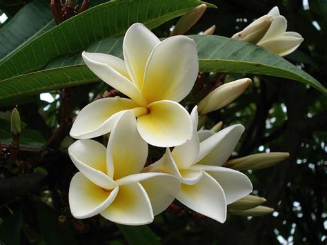 Top 10 Of The Most Fragrant Flowers In The World Aria Art