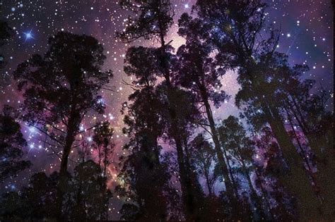 Beautiful Forest Galaxy Night Silhouette Image