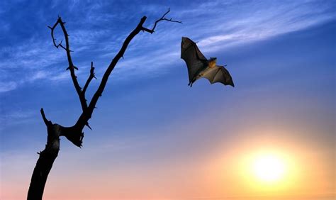 How Do Bats Fly