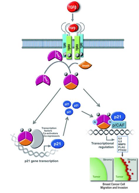 Model Of Pro Invasive Function For The Cell Cycle Regulator P21 In