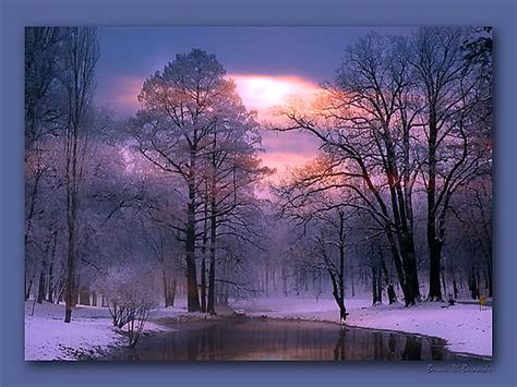 1920x1080px 1080p Free Download Stillness Winter Snow Trees Pink