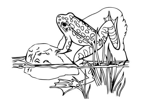 Rainforest Tree Frog Coloring Page Coloring Pages