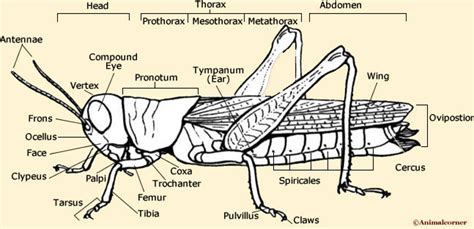 Grasshopper Anatomy Body Functions Diagram