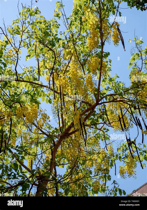 19 Apr 2019 Bright Yellow Laburnum Flowers Hanging From A Treeulhas