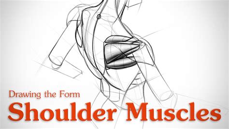 How To Draw Shoulder Muscles Form Proko