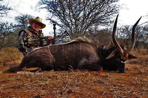 Bow Hunting Nyala Mkulu African Hunting Safaris