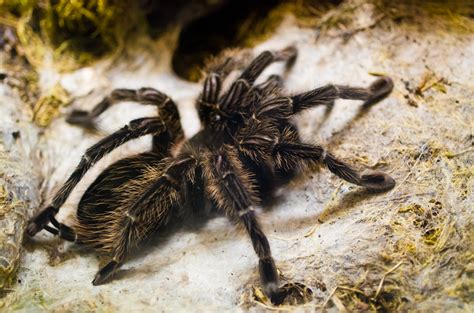 This spider can be found anywhere in the united states. America's Deadliest Animals | HuffPost