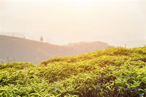 Amazing Bright Green Tea Bushes At Tea Plantation At Sunset Stock Image
