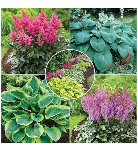 Hosta And Astilbe Shade Loving Garden Collection With 14 Plants Wind