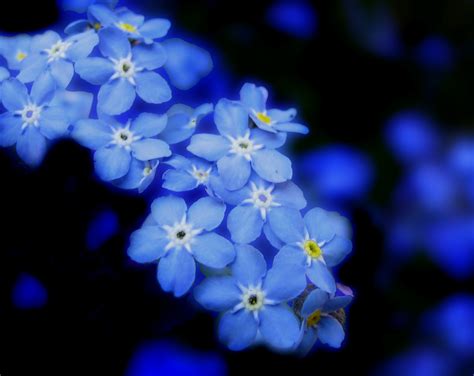 A small garden plant with blue or pink flowers that grows from seed every year 2. The Intricate Soul: Forget-me-not: A Flower to Remember