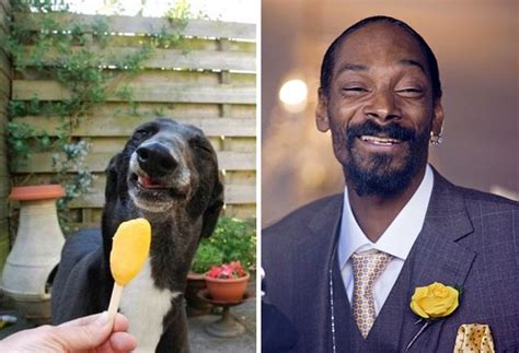 The Best Animal Celebrity Lookalikes Youll See Today The Poke