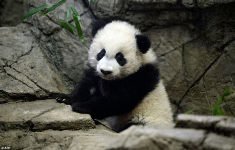 Giant panda cub Bei Bei makes public debut at the National Zoo | Daily