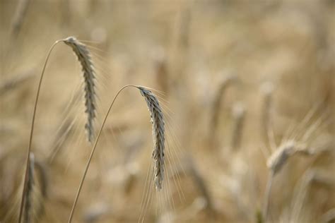 3840x2560 Agriculture Barley Bread Cereal Corn Countryside Crop