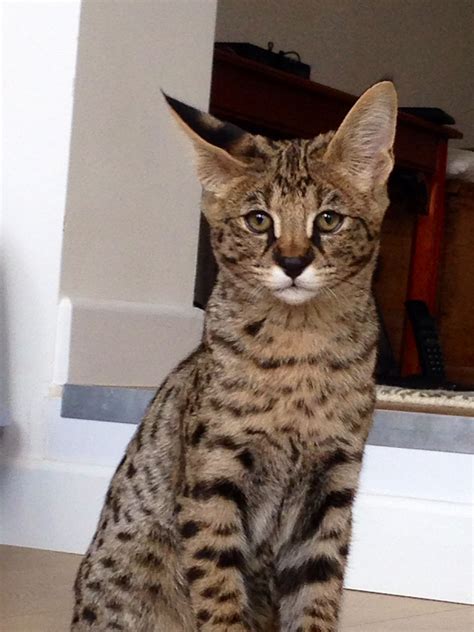 F1 Savannah Savannah Chat Cats Kitty