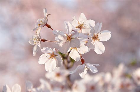 Cherish The Beauty Of Japans Cherry Blossoms Kcp International