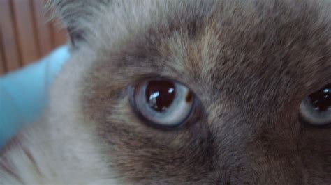 Mancha Blanca En El Ojo De Mi Gato Consejos Ojos
