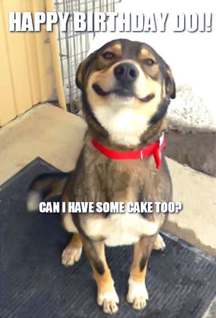 100 Funniest Happy Birthday Dog Memes Guaranteed To Lol 🤣