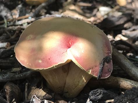 Id Request For Strange Mushroom Found In Yard Austin Tx Rmycology