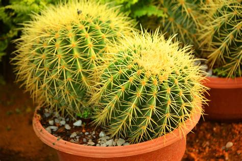 8 Best Cactus Varieties To Grow Indoors