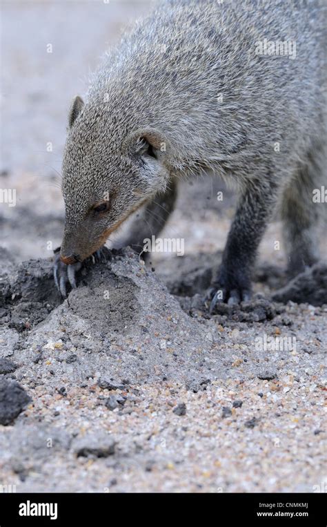 Banded Mongoose Mungos Mungo Adult Digging For Food Masai Mara