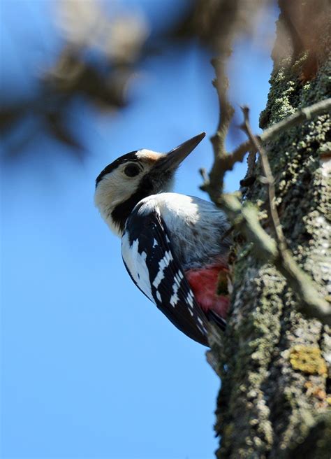 Woodpeckers Of Europe Syrian Woodpecker Female