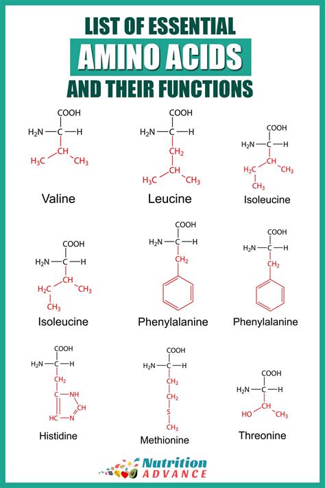 Basic Amino Acid Structures