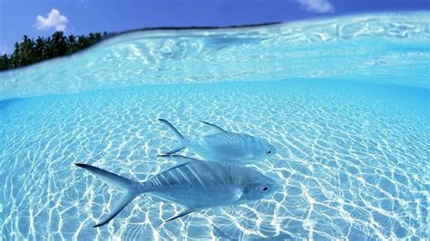 Closeup View Of Two Fishes Underwater Ocean Waves Blue Sky Background